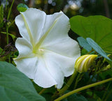 MOONFLOWER SIGNATURE BODY LOTION